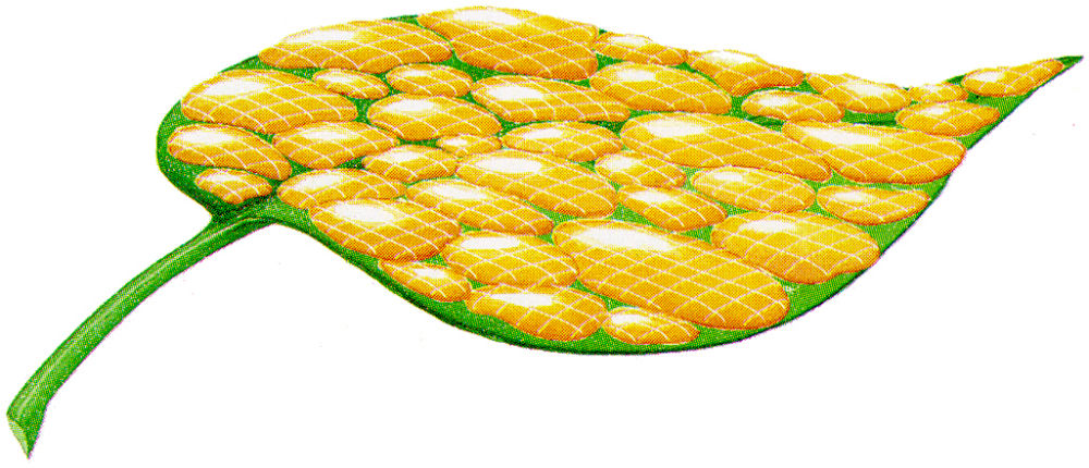 Adjuvants – spray enhancers and adjuvants from De Sangosse