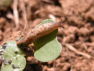 Slug populations set to explode after wet spring