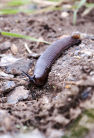 End of summer raises slug threat