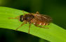 Use a super-wetter to enhance frit fly control 