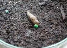 Don’t skimp on slug control this autumn