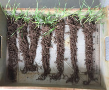 Zinc is the secret to promoting big roots