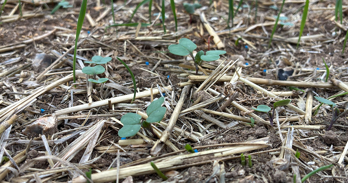 Some crops drilled into available moisture are already emerging, while elsewhere growers have held off drilling as they waited for sufficient rainfall to give crops the best chance of establishing.