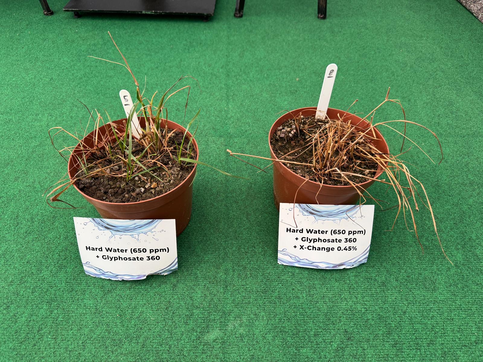 3Litres  of 360 grammes per litre glyphosate treated. This photo was taken at 21 DAA