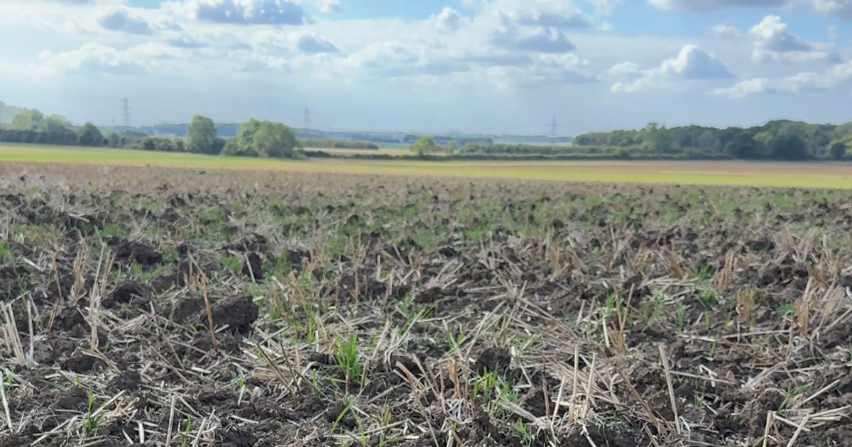 Stale seedbed with emerging weeds beneath a cloudy sky at Midloe Grange Farm