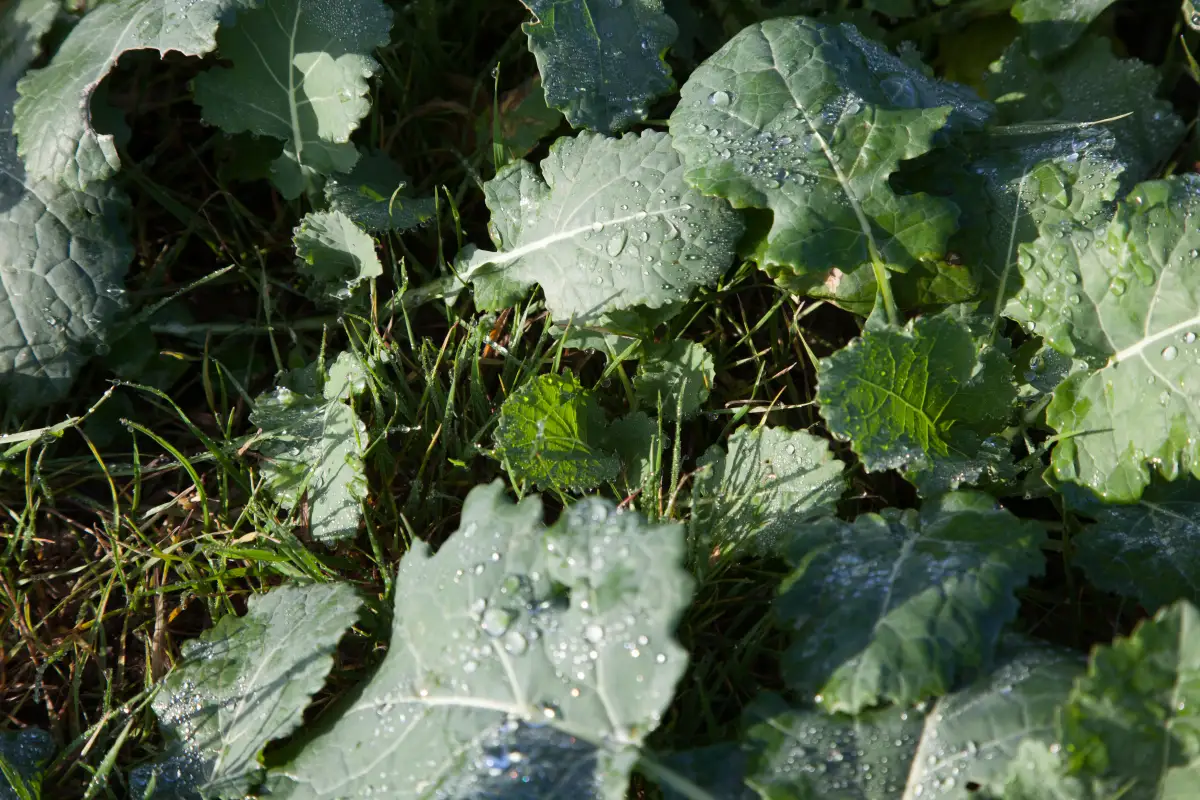 Black-grass growing amongst an oilseed rape crop