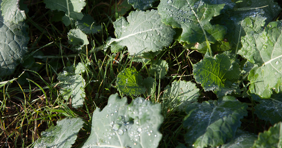 Oilseed rape crop competing with grassweeds in wet autumn conditions