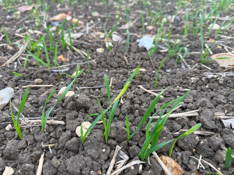 Illustrative of herbiscide application in fields the photo shows the ground covered with dirt and some green grass sprouts growing in it, which may be young wheat or corn plants just starting to grow. The focus is on one of these seedlings that has not yet grown very much. there seems to have been light snow falling before the picture was taken, as there is still mud visible around some of the seeds. it could also feature small leaves or other debris scattered across the soil surface.